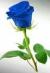 single blue rose cropped